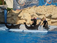 Дельфинарий в Шарм-Эль-Шейхе - Египет