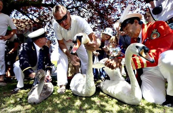 Церемония "Поднятия лебедей"